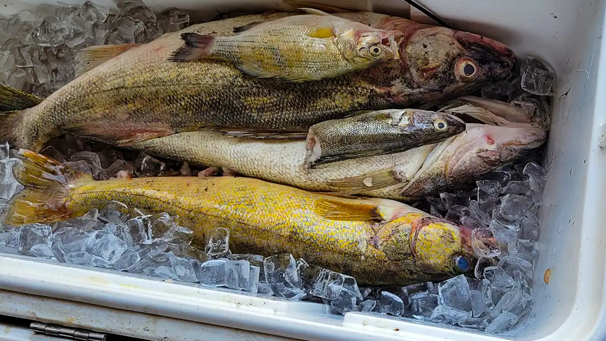 the confiscated walleyes and fish stuffed in them