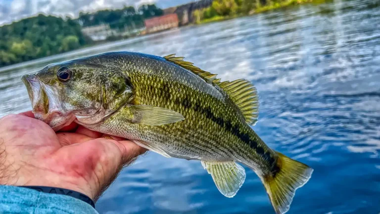 How to Break Down New Water for Bass Fishing