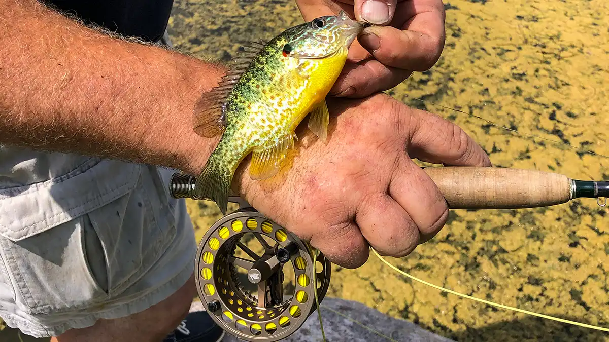 setting the hook on the fly