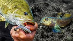 Best Z-Man Colors for Smallmouth on Goby Fisheries
