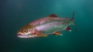Rainbow Trout | A Comprehensive Species Guide