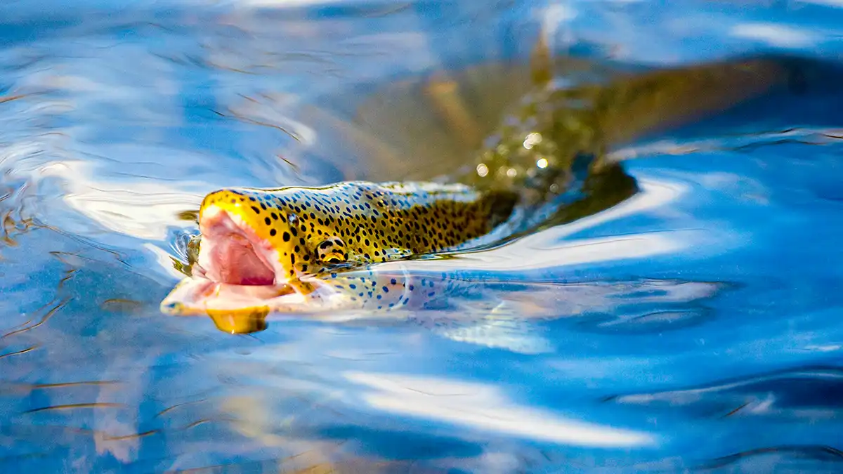rainbow trout feeding on the surface