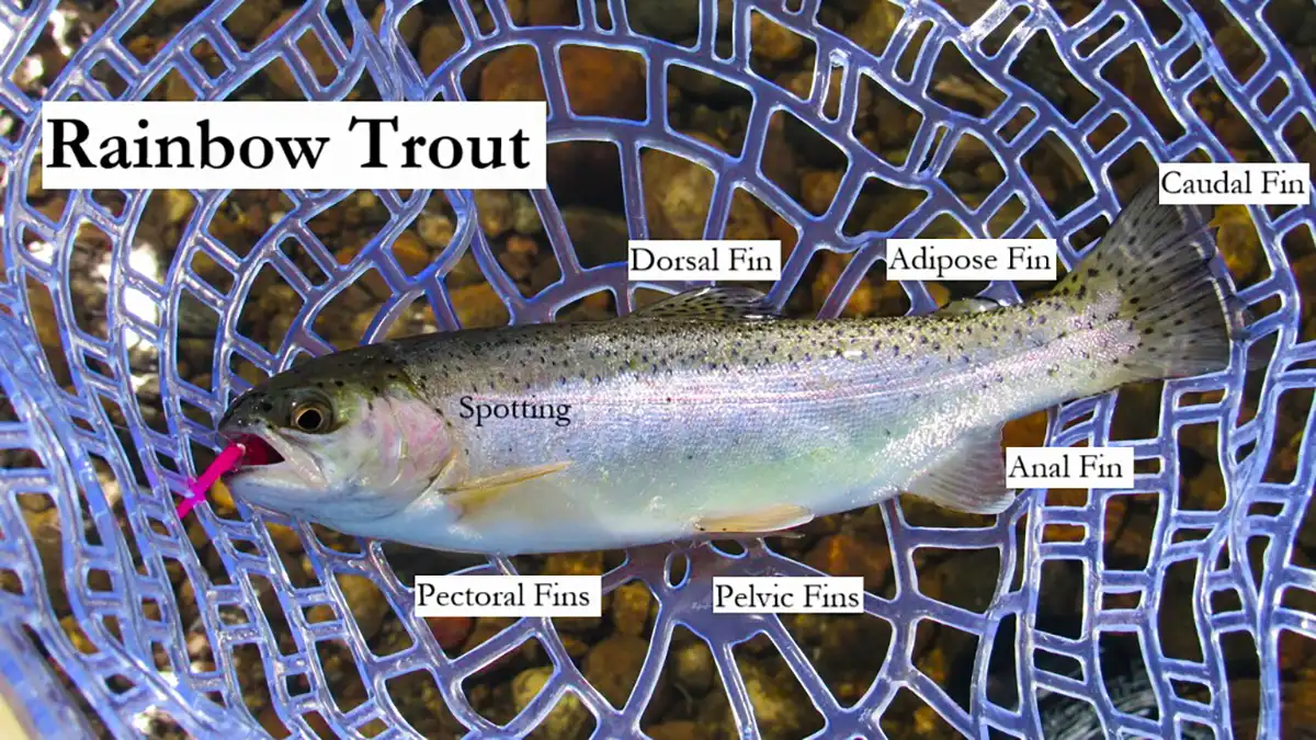 rainbow trout identification