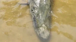 Angler Breaks Alligator Gar Records with 283 Pound Fish