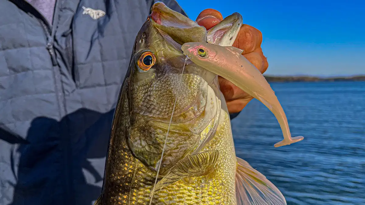 Alabama Spotted Bass