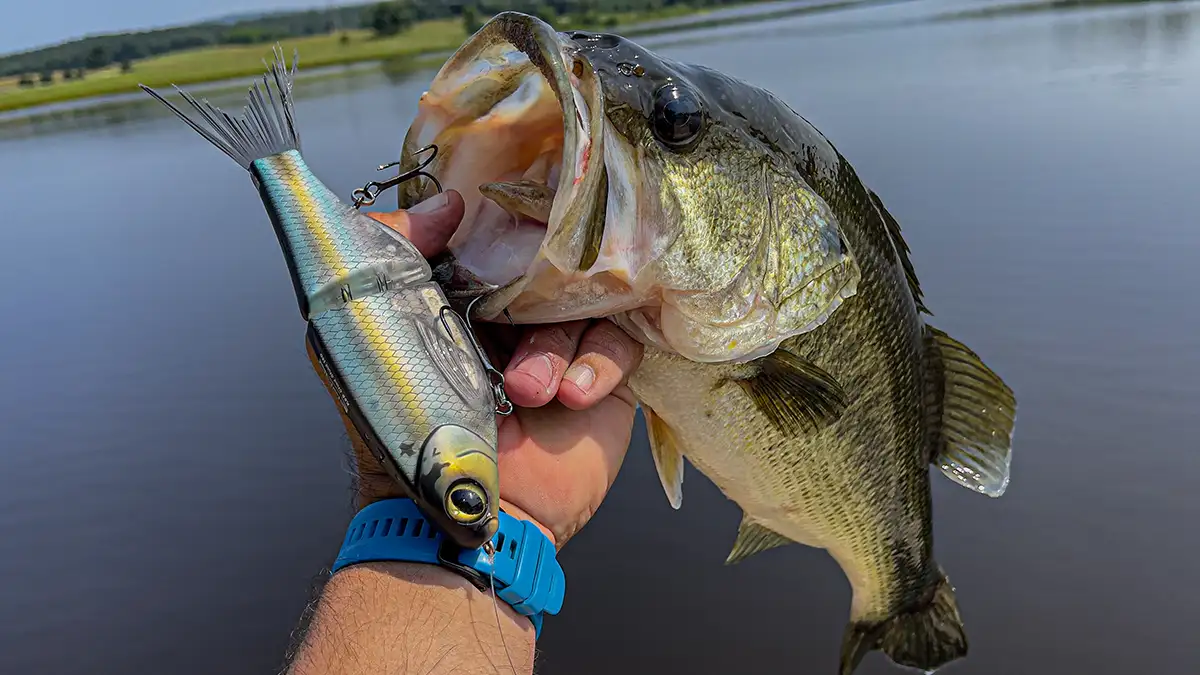 Spro/KGB Swimbaits Chad Shad 180 debuts at I-Cast 2022. 