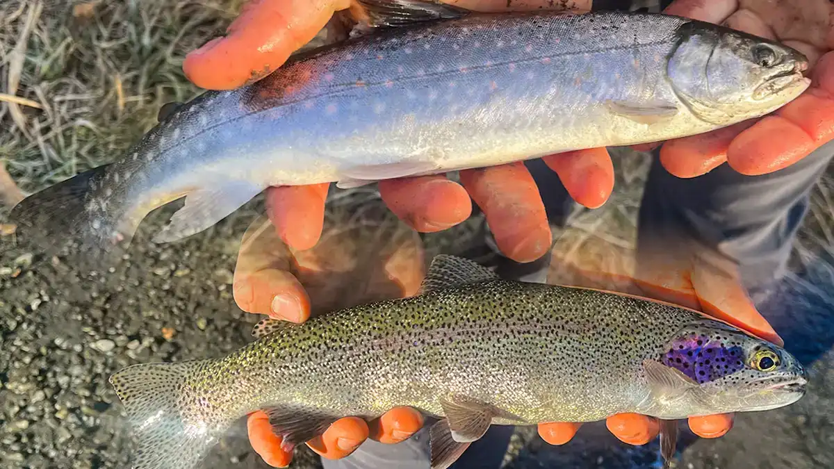 dolly varden vs rainbow trout