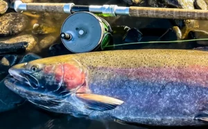 New Catch and Release Record for Steelhead Caught