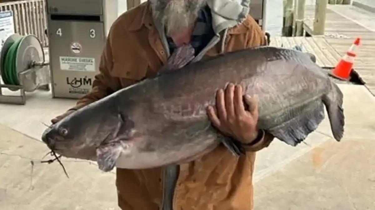biggest delaware state record catfish