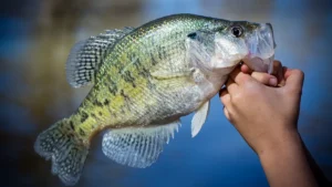 Two Men Fined for Being 141 Crappie Over the Limit in Mississippi