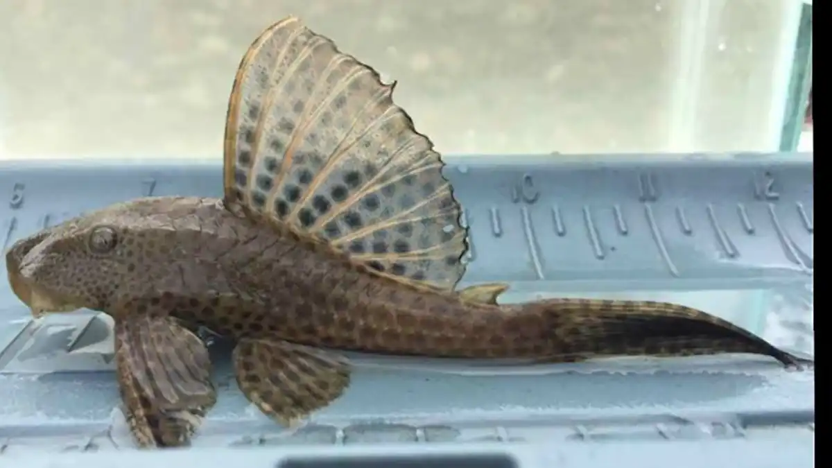 Common Plecostomus catfish