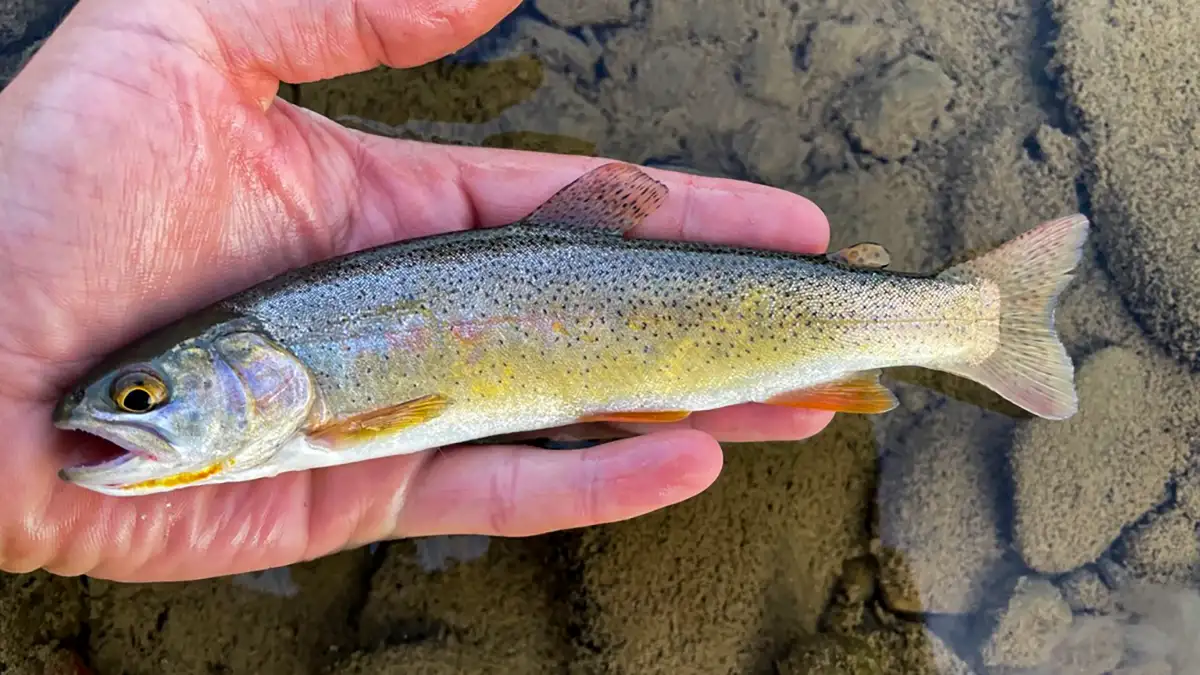 Types of Trout and How to Identify Them - Wired2Fish