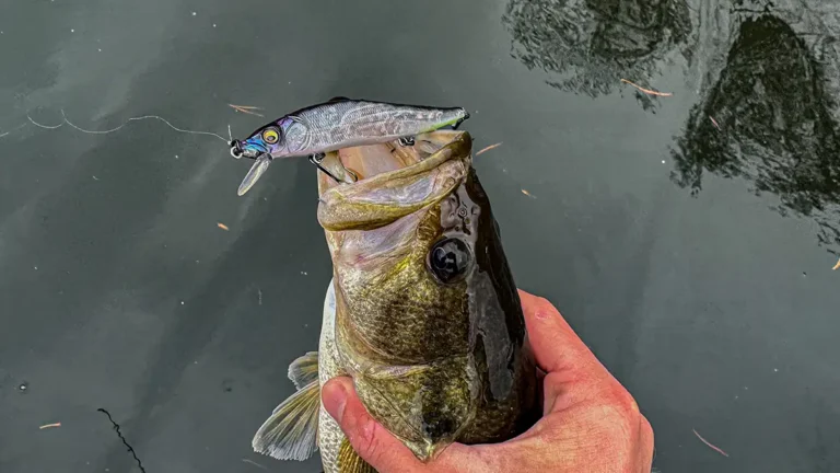 Fishing a Jerkbait for Fall Largemouth