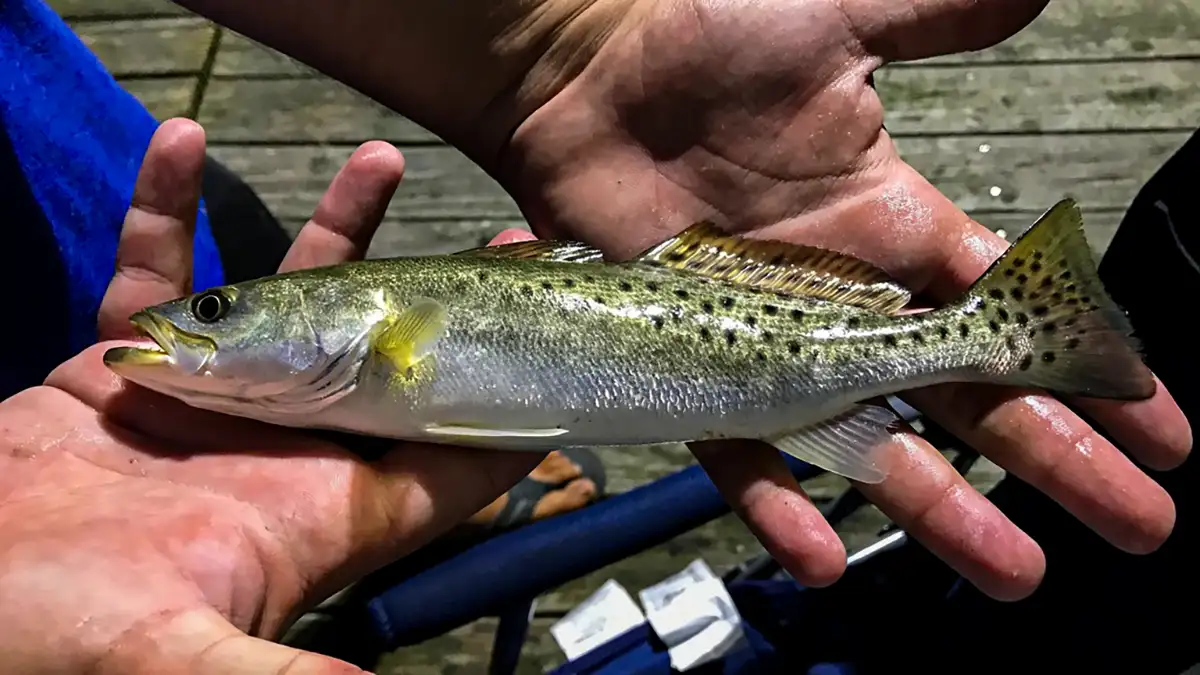 Identifying trout species: brook, brown, rainbow, sea, marble and cutthroat  • FlyFish Circle