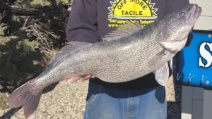 State Record Walleye Broken Again in Less than 3 Weeks