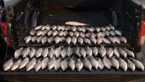 Two Anglers Cited for Being 88 Fish Over the Limit in Georgia