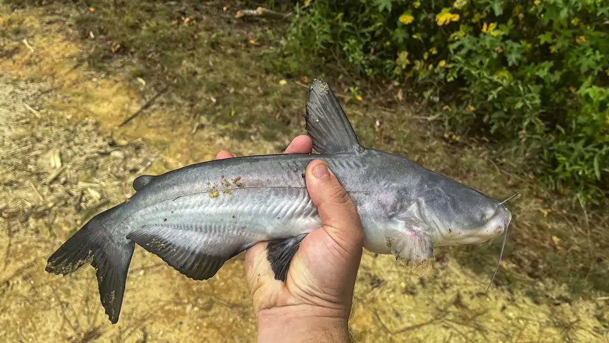 catch river catfish