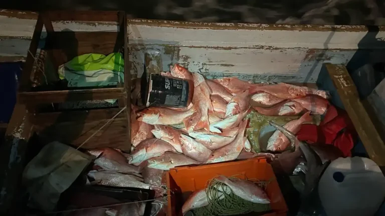 20 Poachers Busted for 2,640 Pounds of Illegally Caught Snapper in Texas