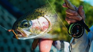 How to Fly Fish for Trout in Clear Water Rivers