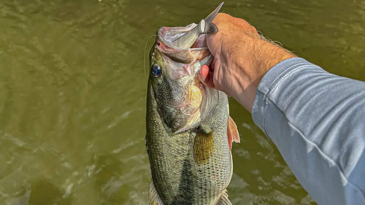 I finally bought a glide bait and tried it out this morning. It's a Savage  Gear 135 Hitch. I caught two 6+ and had a lot of large followers. :  r/bassfishing