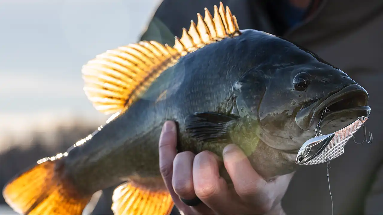 Blade Bait Pros Share How to Catch Bass and Walleyes in Cold Water