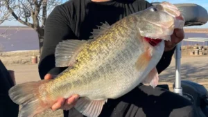 First 13-Pound ShareLunker for 2024 Caught