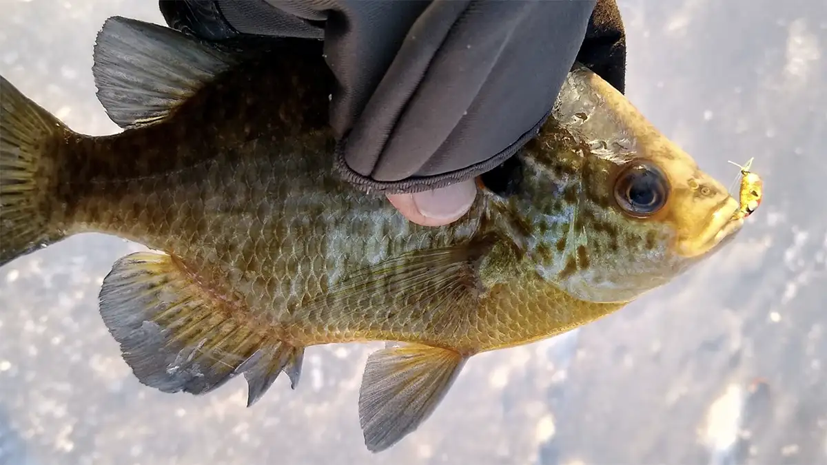 Ice Fishing Panfish: Get in on the Action Right Now! - Custom Jigs