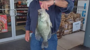 4-Pound Crappie Caught in Missouri