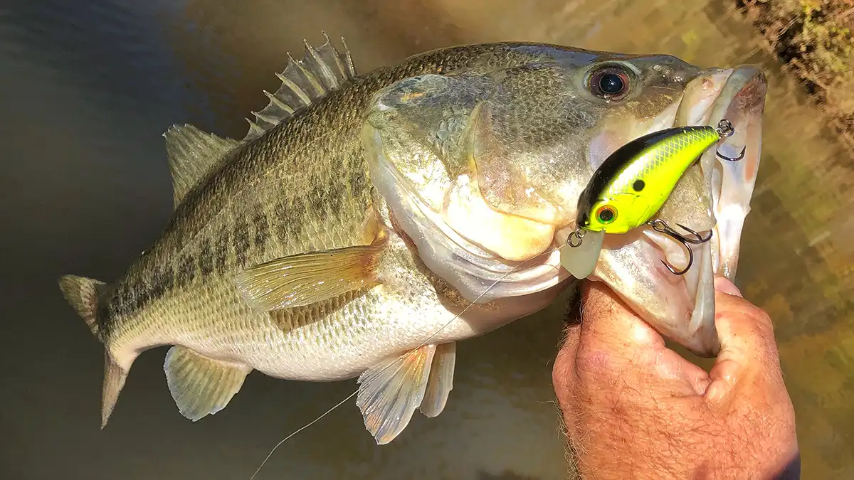 bass with a fishing lure