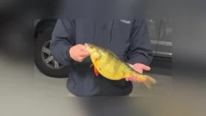 Georgia Angler Catches Record Yellow Perch