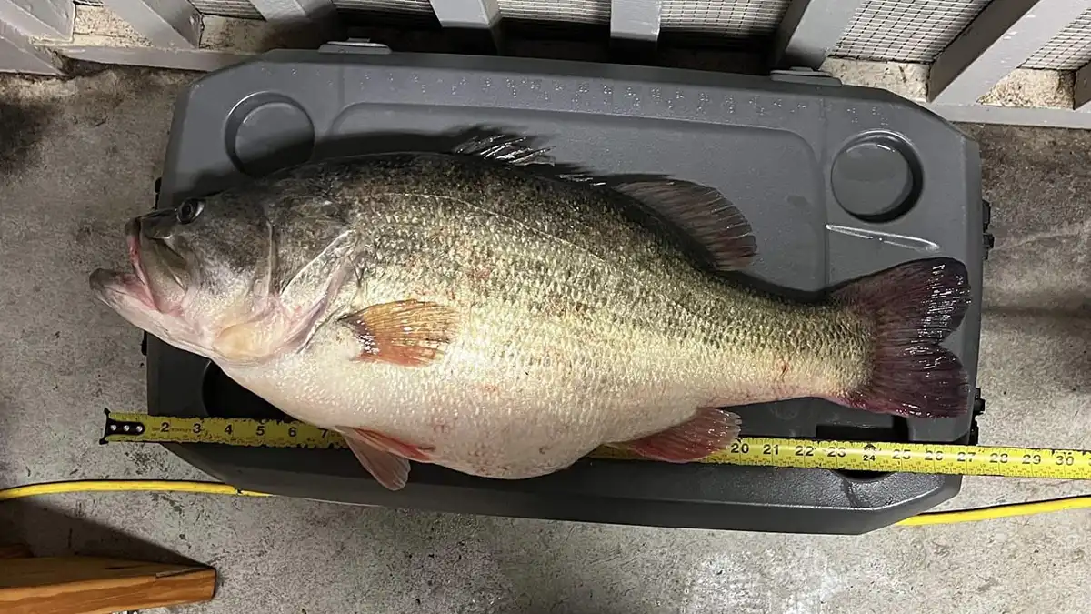 4th Largest Bass in Louisiana Caught, Pending Lake Record - Wired2Fish