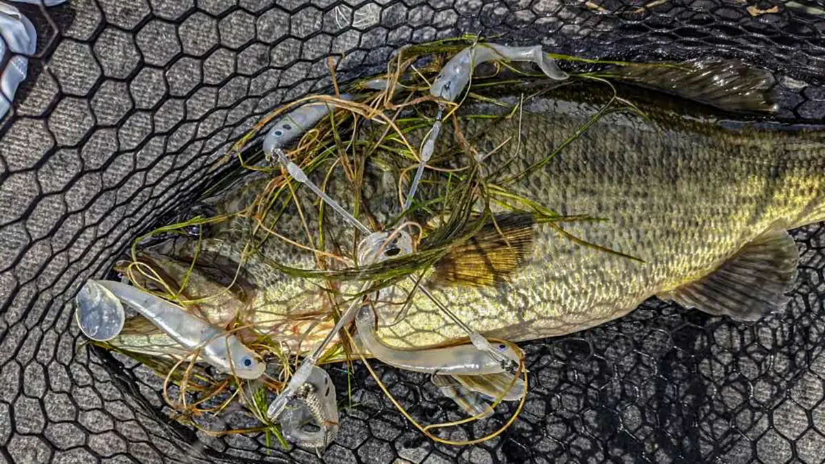 Stealth Lures Stealth Rig Review - Wired2Fish