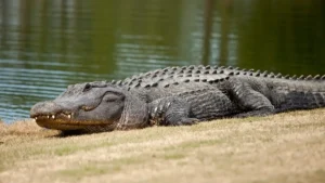 Alligator Bites Fisherman’s Hand Off