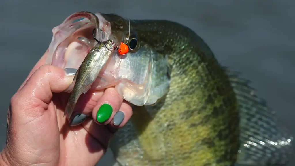 Ice Fishing Crappie With Tungsten Jigs and Plastics - Wired2Fish