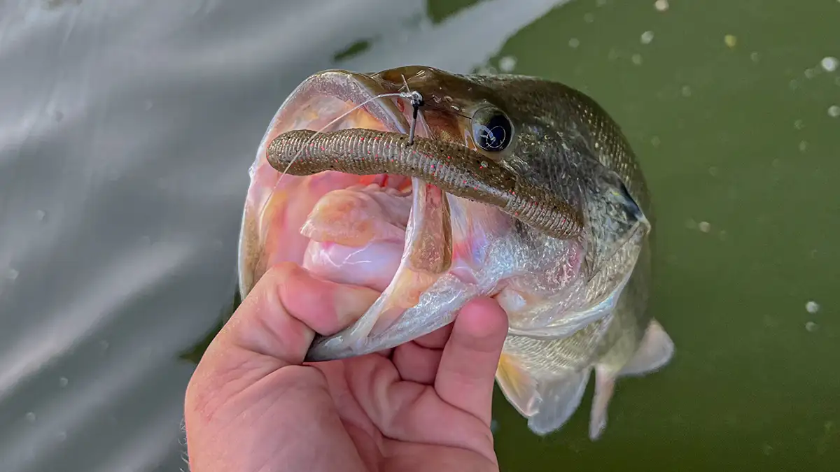 The Art of Catching Bass Off Bed - Wired2Fish