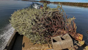How and Where to Build Brush Piles