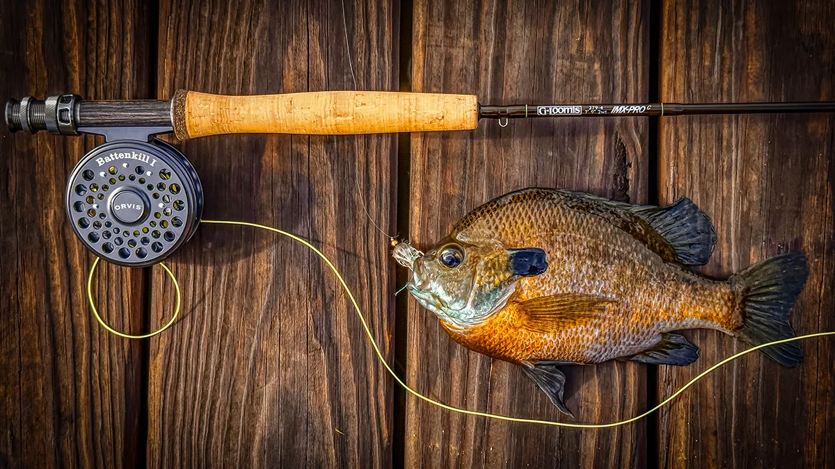 G. Loomis IMX-PRO C Fly Rod and big bluegill