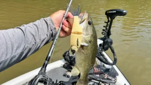 Beginner’s Guide to Fishing Glide Baits