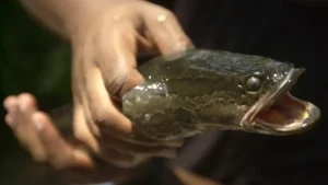 Snakehead Spotted for the Fourth Time in Missouri