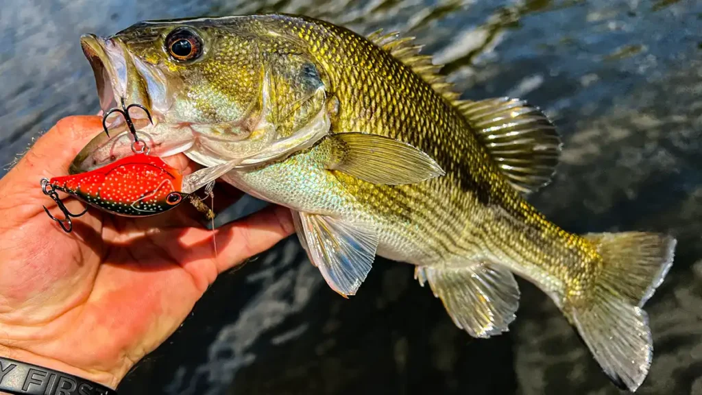 bass and crankbait