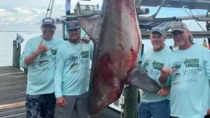 Record Bull Shark Caught in Alabama Fishing Tournament