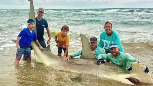 Two Giant Hammerheads Caught on Beach