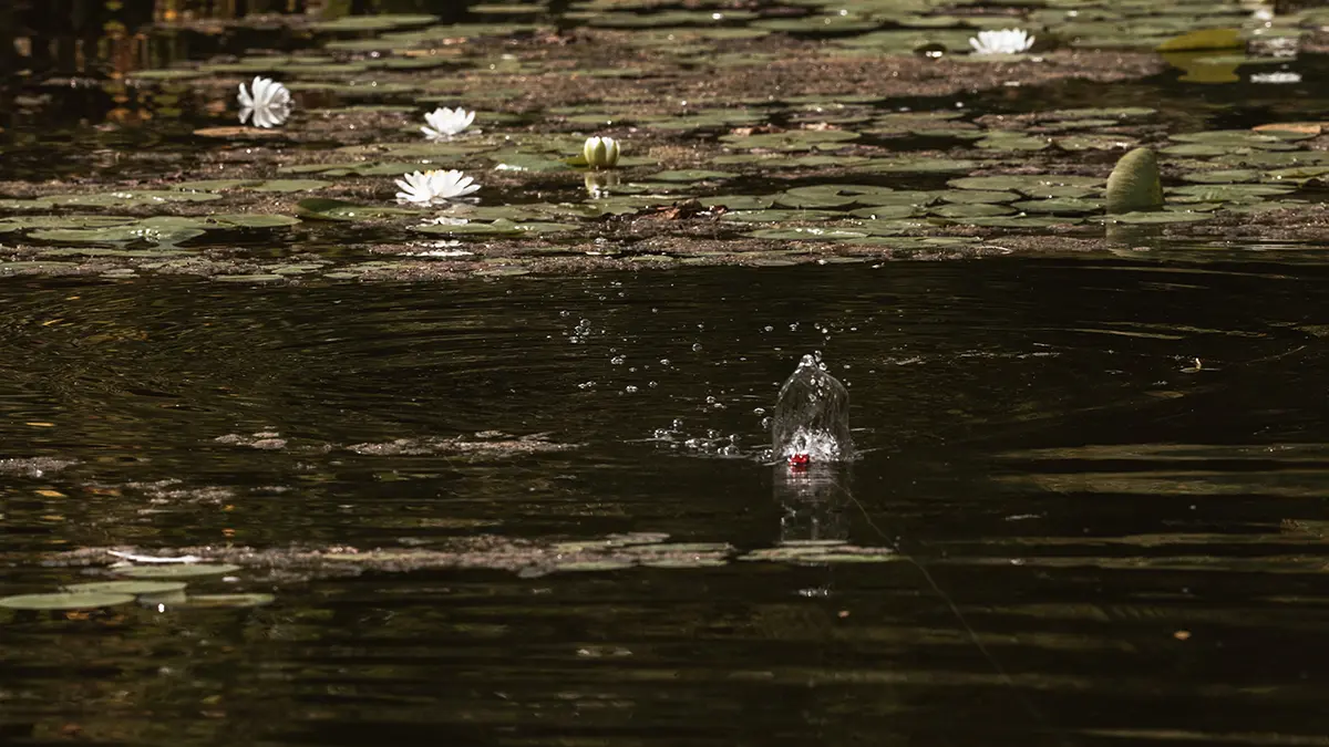 line being reeled in through the water