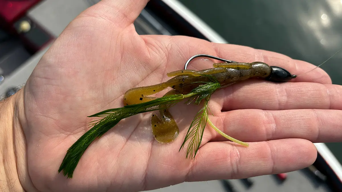 Eurasian milfoil on a Texas-rigged creature bait