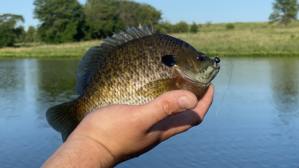 Panfish caught on Z Man Tiny TacklerZ