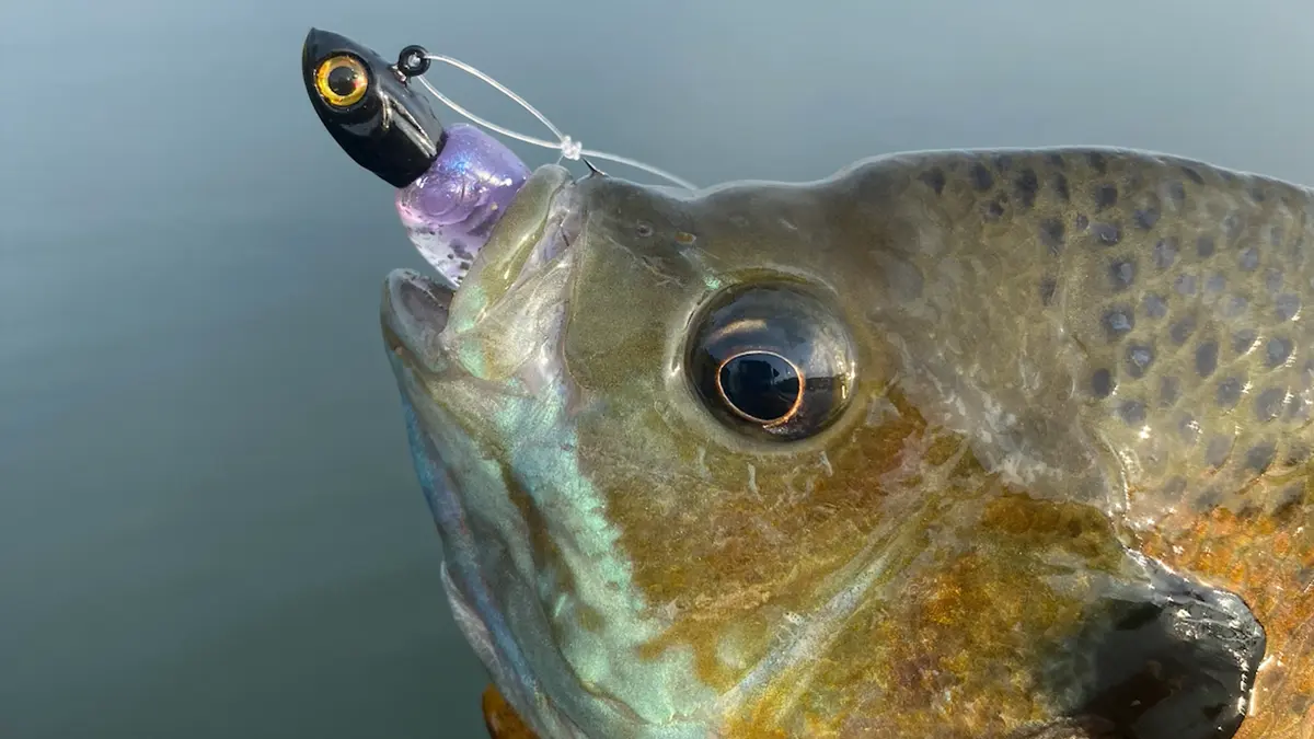 Panfish on Z-Man Ned rig-1