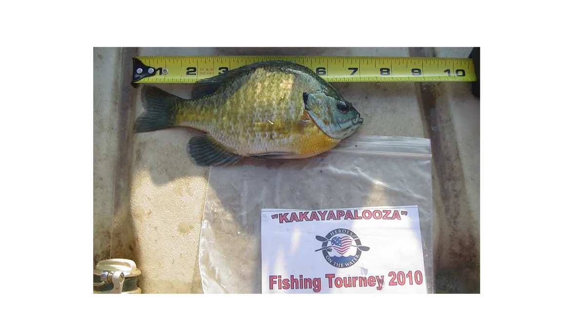 Measuring tape with a fish to mark the length of the fish with a sign that says "kakayapalooza, fishing tourney 2010"