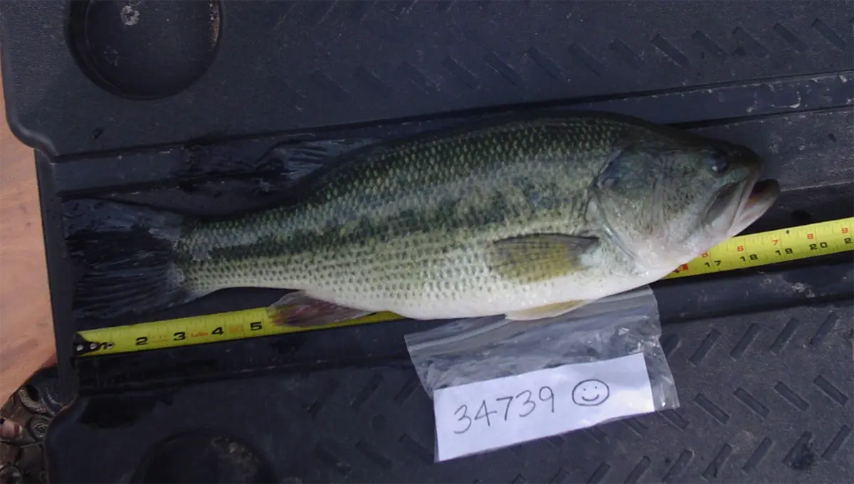 A fish being measured with a measuring tape and an identifier paper with the numbers 34739