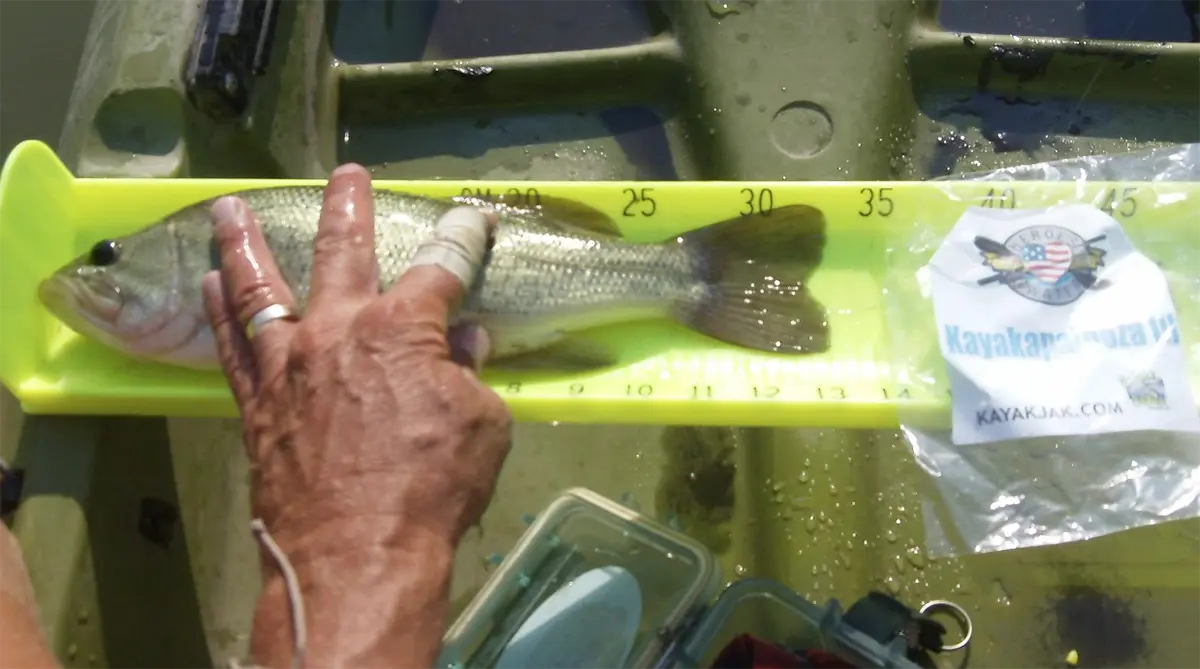 A fish being measured on the hawg trough with an identifier piece of paper