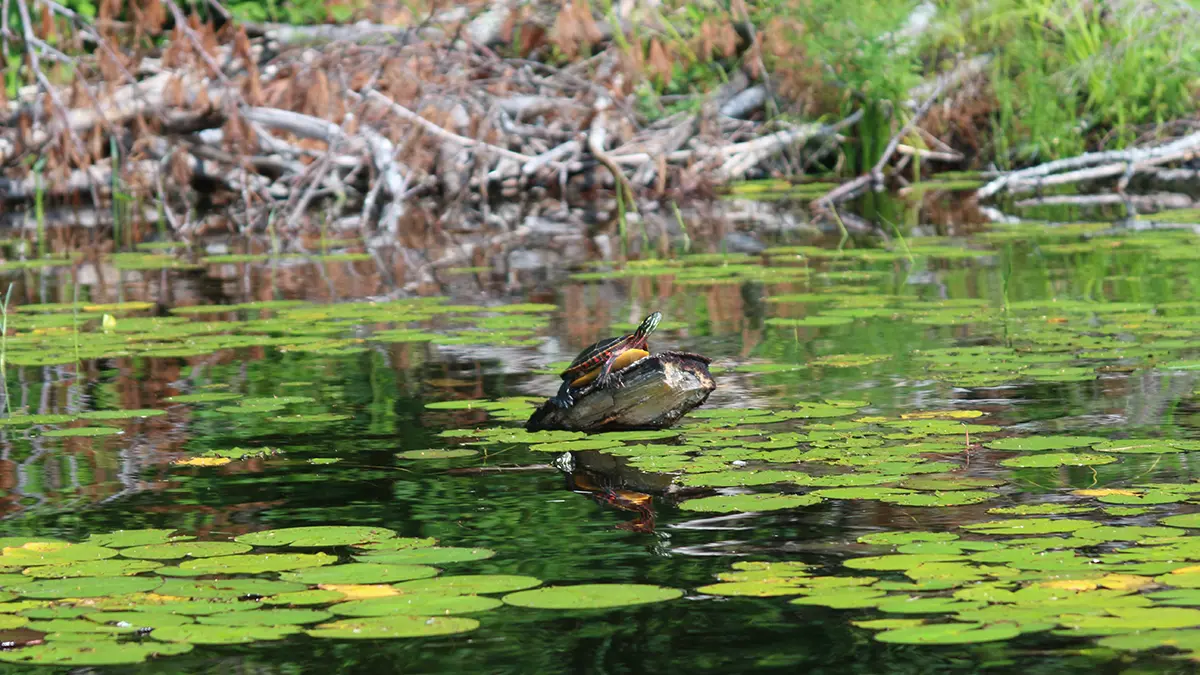 Sunfish Habitat